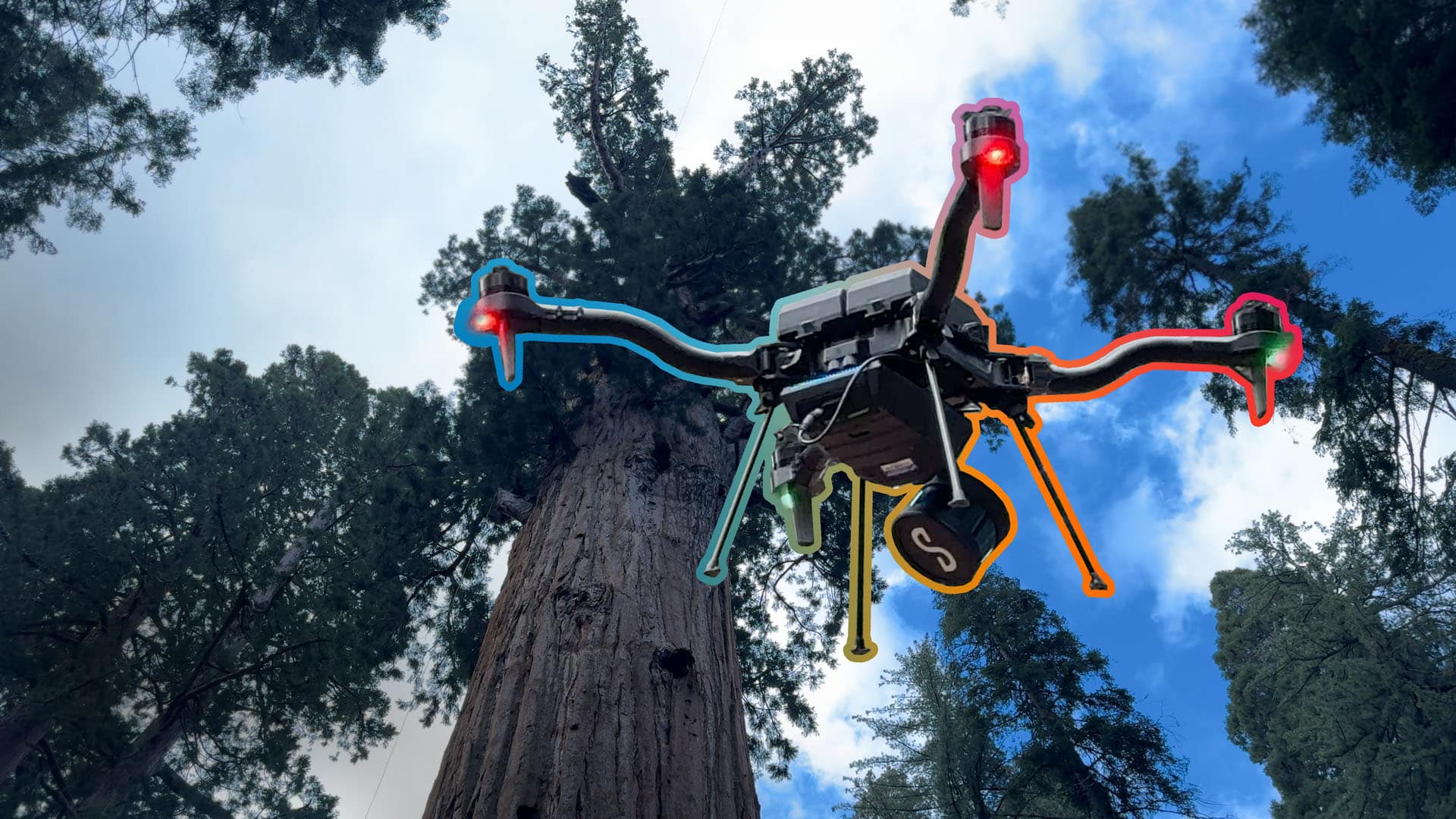 WATCH: Freefly Astro Prime inspects world’s largest tree